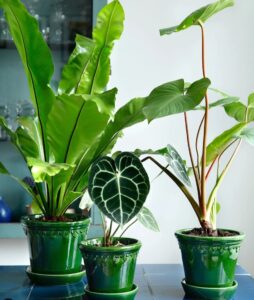 Green plant in handmade dark green pot
