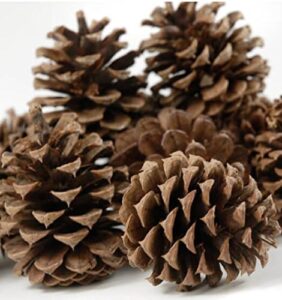 Pine cones for Christmas display